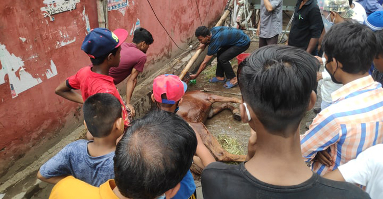 প্রচণ্ড গরমে রাস্তার পাশে লুটিয়ে পড়ল ঘোড়াটি