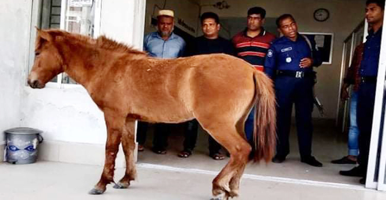 পায়ে ক্ষত নিয়ে থানায় হাজির ঘোড়া, চিকিৎসা শেষে চলেও গেলো