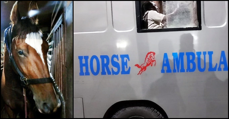 ভারত থেকে প্রশিক্ষণপ্রাপ্ত ৬ ঘোড়া কিনলো পুলিশ