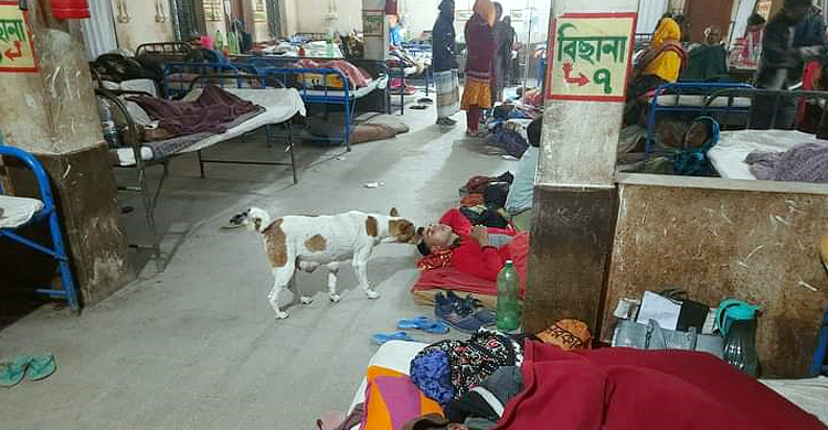 হাসপাতালে রোগীর ওয়ার্ডে ওয়ার্ডে ঘুরছে কুকুর!