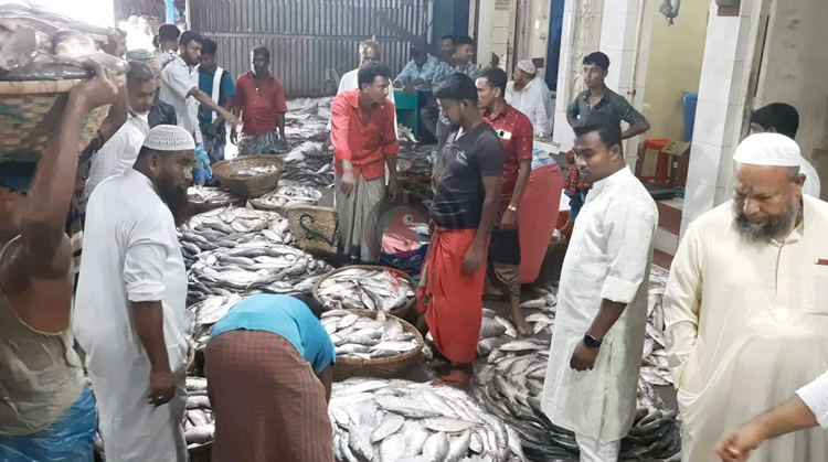 চাঁদপুর মাছঘাটে শুধু ইলিশ আর ইলিশ