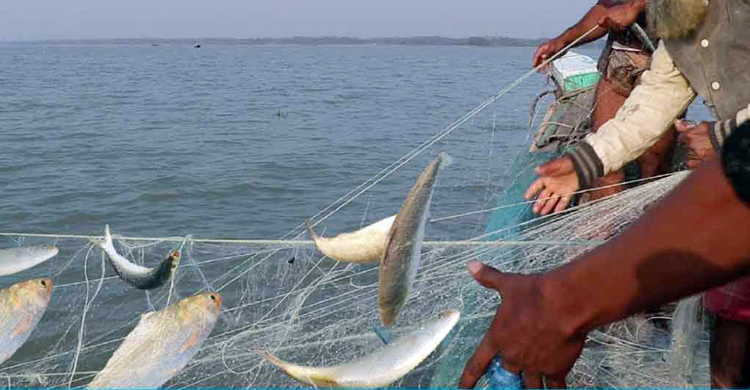 ৪-২৫ অক্টোবর ইলিশ ধরা নিষিদ্ধ