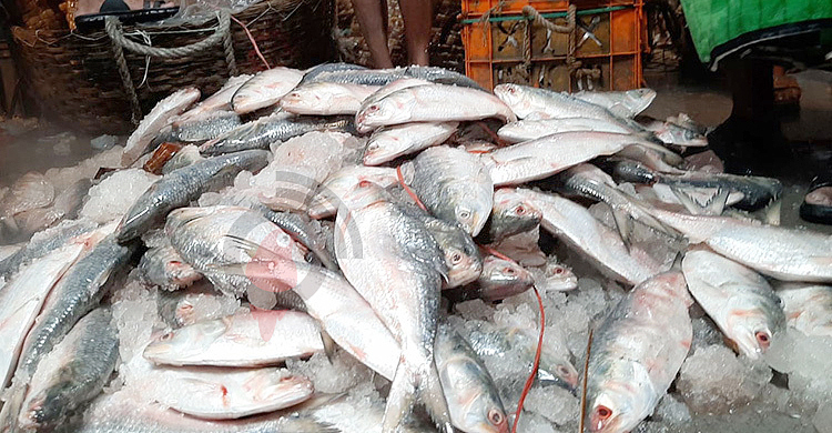 নিষেধাজ্ঞার মধ্যে ভারতে যাচ্ছিল দুই টন ইলিশ