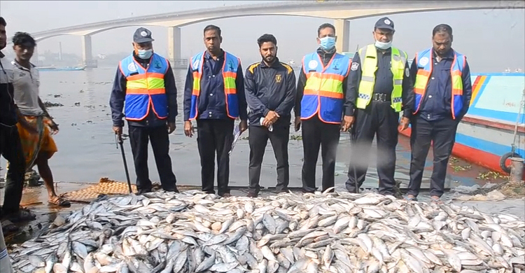 ৫০ মণ জাটকা ইলিশ জব্দ, এতিমখানায় বিতরণ