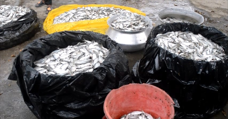 ৪ হাজার কেজি জাটকা গেল এতিমখানায়