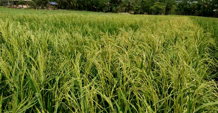 চিটায় পরিণত হয়েছে কৃষকের স্বপ্নের ধান