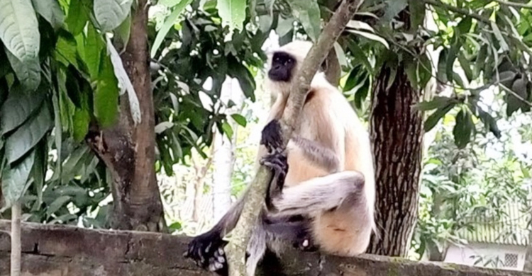 খাদ্যের খোঁজে লোকালয়ে হনুমান