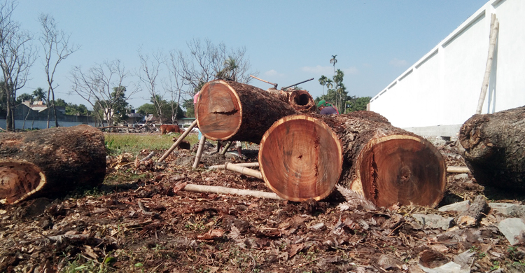 শতবর্ষী গাছ কেটে চলছে গণপূর্তের প্রকৌশলীদের বাসভবন নির্মাণ