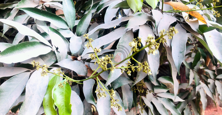 রাজশাহীতে কম এসেছে লিচুর মুকুল