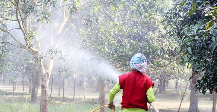 গাছে গাছে আসছে মুকুল, পরিচর্যায় ব্যস্ত চাঁপাইনবাবগঞ্জের আমচাষিরা