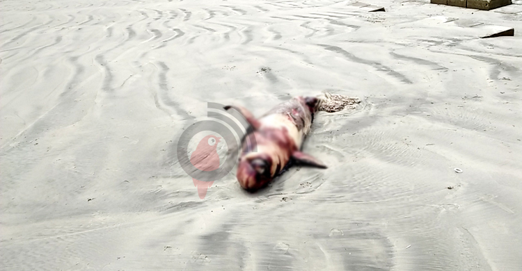 ফের কুয়াকাটা সৈকতে ভেসে এলো মৃত ডলফিন