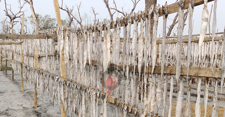 নির্দিষ্ট স্থানের অভাবে বিলীনের পথে কুয়াকাটার শুটকি পল্লী