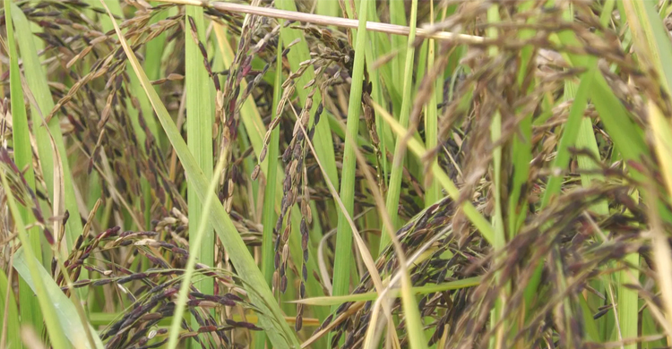 হিলিতে ক্যানসার প্রতিরোধী ব্ল্যাক-বেগুনি ধানের চাষ