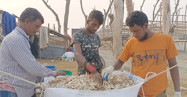 নির্দিষ্ট স্থানের অভাবে বিলীনের পথে কুয়াকাটার শুটকি পল্লী