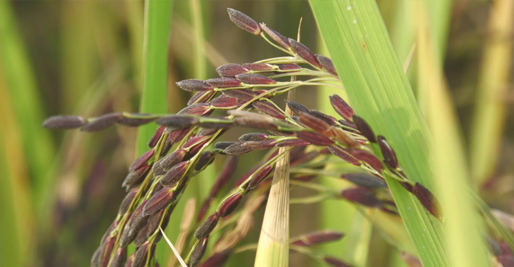 হিলিতে ক্যানসার প্রতিরোধী ব্ল্যাক-বেগুনি ধানের চাষ
