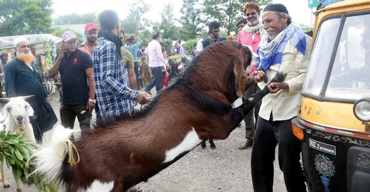 এক ছাগলের দাম ৫ লাখের বেশি, কারণ তার ডায়েট চার্ট