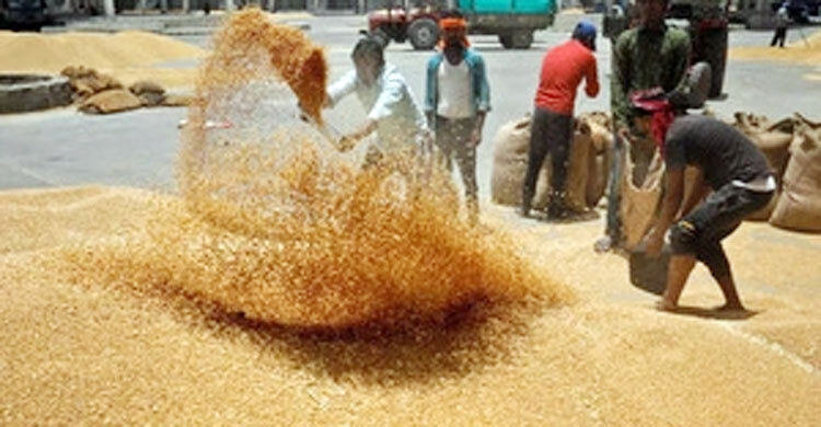 নিষেধাজ্ঞার পরও বাংলাদেশসহ কয়েক দেশে ১৮ লাখ টন গম রপ্তানি ভারতের