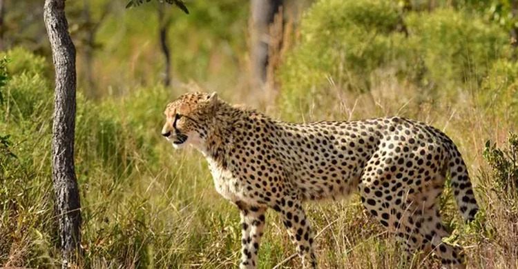 ফের ১২ আফ্রিকান চিতা আনলো ভারত