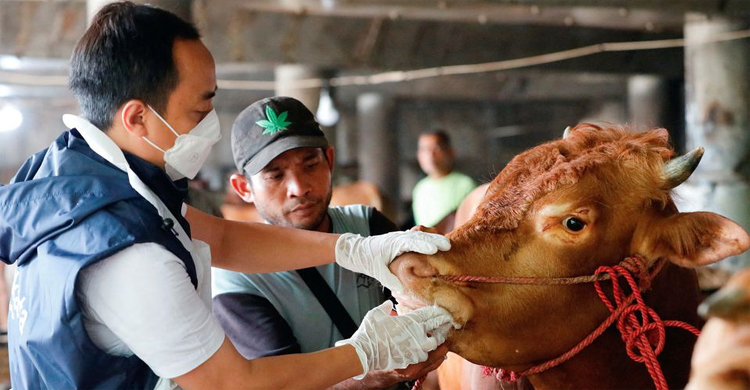 Foot and mouth disease casts shadow over Eid festival in Indonesia