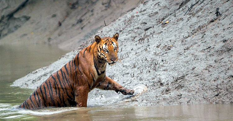 বাঘ দেখে দৌড়ে পালানোর সময় মৌয়াল আহত