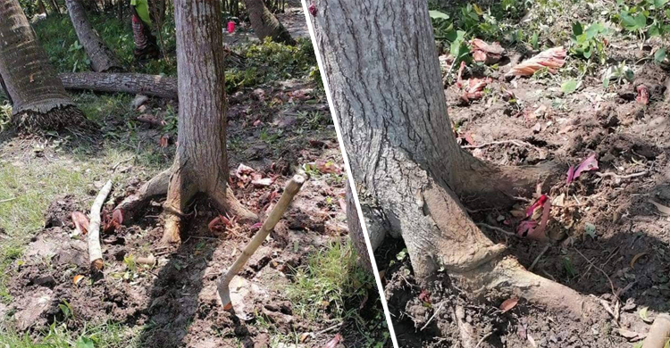 বালিয়াকান্দিতে গাছ কাটতে গিয়ে বিস্ফোরণ, নারীসহ আহত ৩