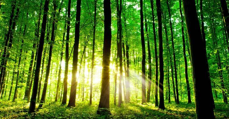 আন্তর্জাতিক বন দিবস কাল