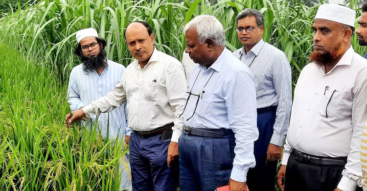 খরা সহিষ্ণু আখের সঙ্গে ধান চাষে সফল বিএসআরআই