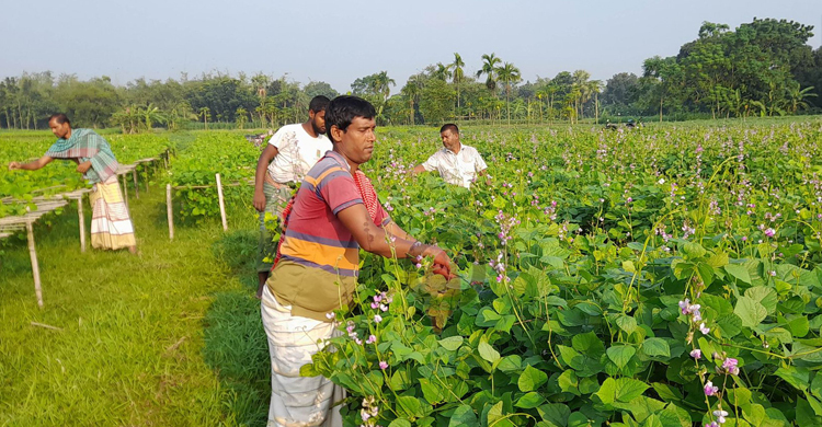 ঈশ্বরদীতে আগাম শিমের দাম কম, হতাশ চাষিরা