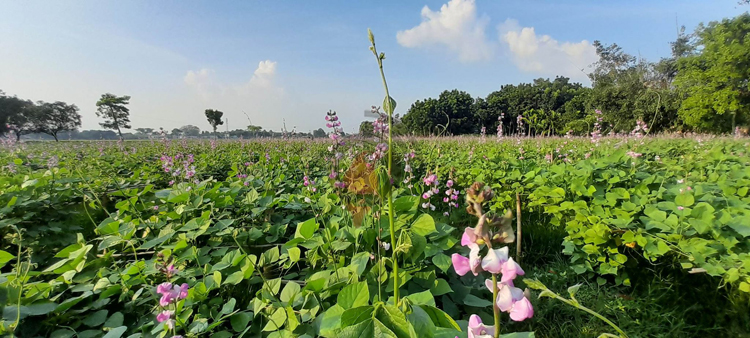 ঈশ্বরদীতে আগাম শিমের দাম কম, হতাশ চাষিরা