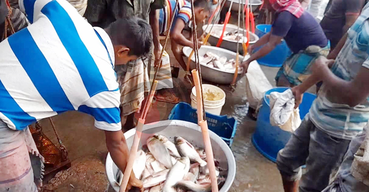 ৩ ঘণ্টার মুলাডুলি আড়তে দৈনিক দেড় কোটি টাকার মাছ বিক্রি