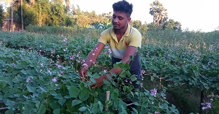 ২৫ দিনের মধ্যে বাজারে মিলবে ঈশ্বরদীর আগাম শিম