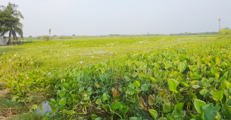 ৭ বছর ধরে ৫০০ বিঘা ফসলি জমি পানির নিচে, কৃষকের সর্বনাশ
