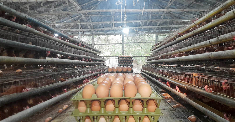 ঈশ্বরদীতে ডিমের হালি নেমেছে ৩১ টাকায়