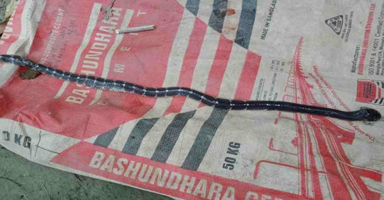 ঘুমের মধ্যে কামড় দিলো বিষধর সাপ, মারা গেলেন বিশ্ববিদ্যালয় ছাত্র