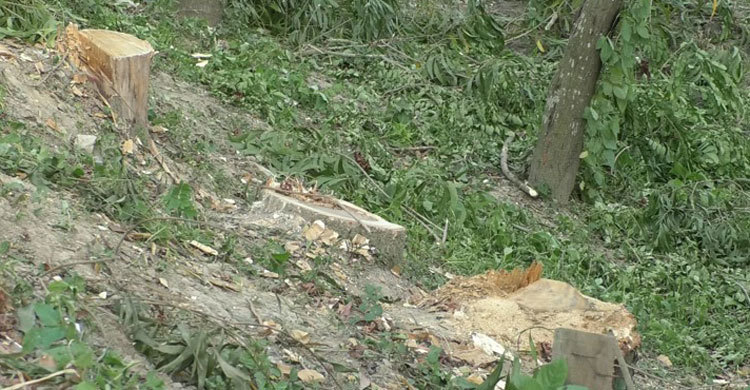 বেনাপোলে সরকারি গাছ কেটে নিল প্রভাবশালীরা