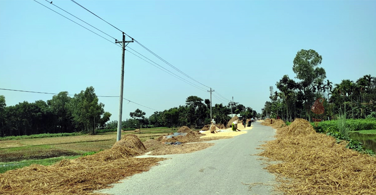 সড়ক দখল করে চলছে ধান-খড় শুকানোর কাজ