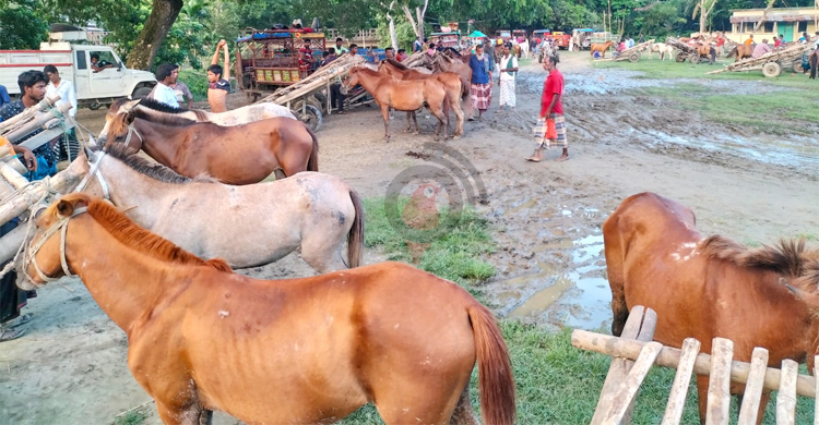 দেশের সবচেয়ে বড় ঘোড়ার হাট জামালপুরে