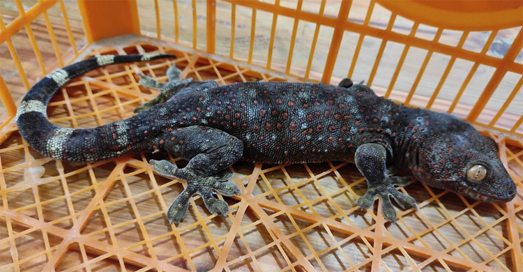 শেরপুরে তক্ষকসহ আটক ২