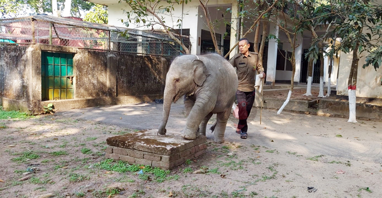 মাতৃস্নেহে বেড়ে উঠছে মা-হারা হাতি শাবক যমুনা