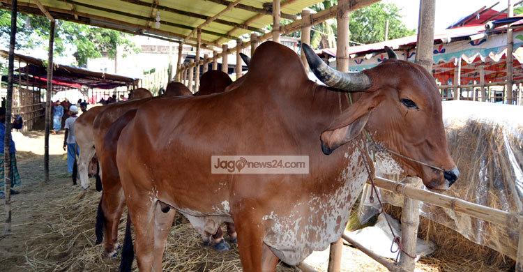 গরুর জন্য জীবন বিমা
