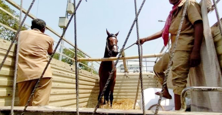 ৯১ লাখ টাকায় ভারত থেকে ১০ ঘোড়া আনলো বাংলাদেশ পুলিশ