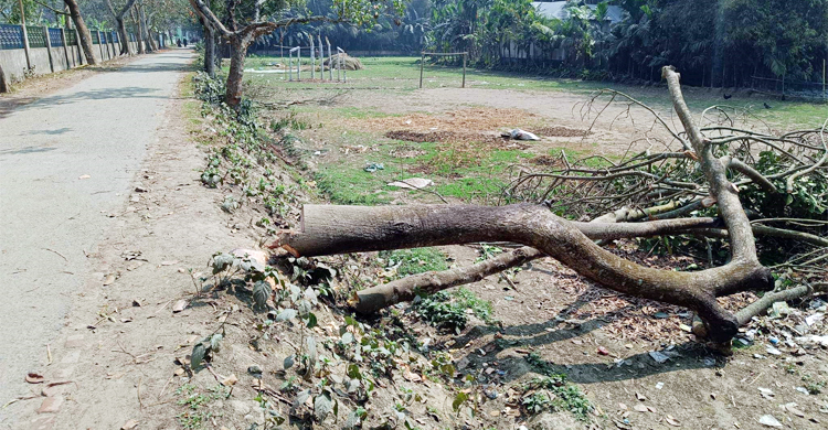 মন্ত্রী আসবেন তাই গাছ কেটে হেলিপ্যাড প্রস্তুত করছেন আয়োজকরা