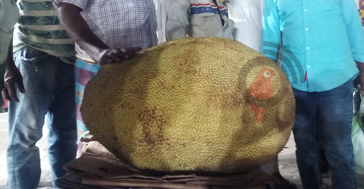 দেড় মণ ওজনের কাঁঠাল, বিক্রি হলো ২৩শ টাকায়