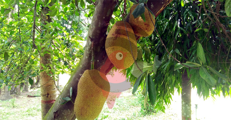 কুয়াকাটায় প্রধানমন্ত্রীর লাগানো গাছে কাঁঠাল ধরেছে