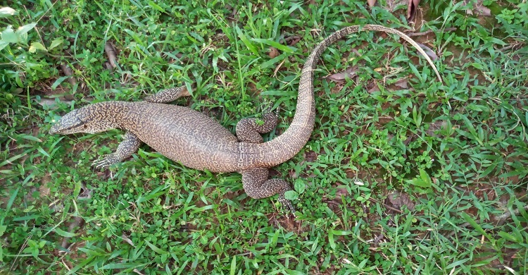 মৌলভীবাজারে বিরল প্রজাতির গুইসাপ উদ্ধার