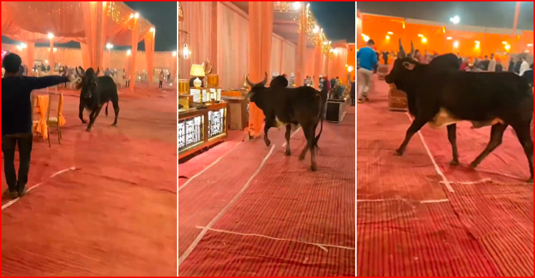 ভারতে বিয়ের অনুষ্ঠানে ষাড়ের তাণ্ডব!