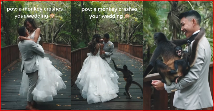 বিয়ের ফটোশুটে বাচ্চাসহ হাজির বানর, বউকে সরিয়ে ছবি তুললো নিজেই!