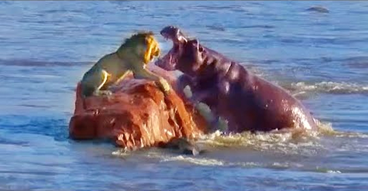 ‘বনের রাজা’ পানিতে পড়লে জলহস্তীও মারতে আসে!