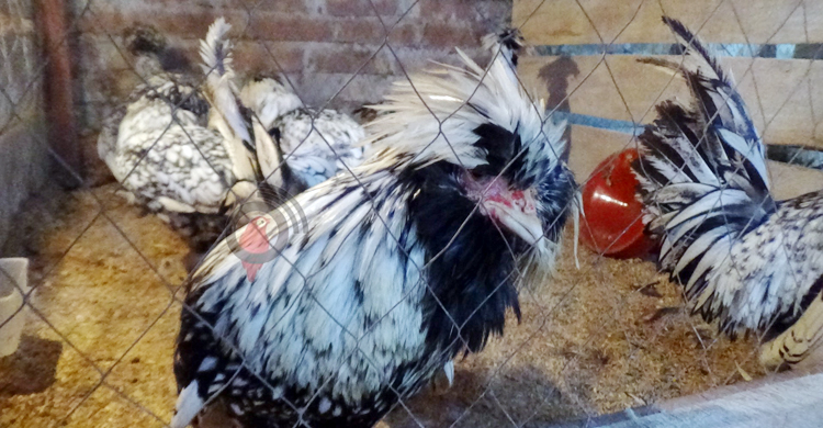 সংগ্রহে ৪০ প্রজাতির বিদেশি মুরগি, নাম লেখাতে চান গিনেসে