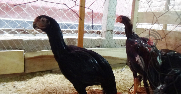 সংগ্রহে ৪০ প্রজাতির বিদেশি মুরগি, নাম লেখাতে চান গিনেসে